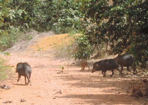 Image of white-lipped peccary