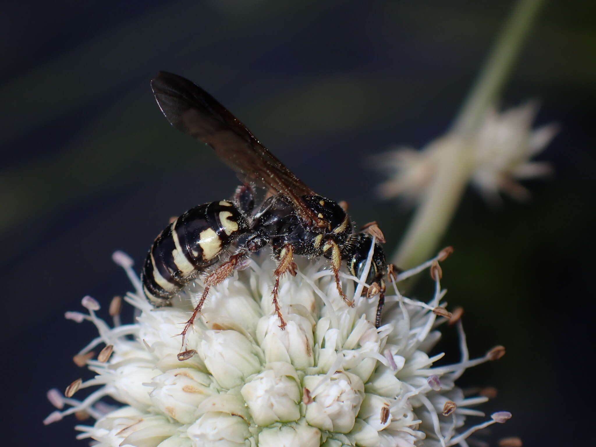 Image of Myzinum carolinianum (Panzer 1806)