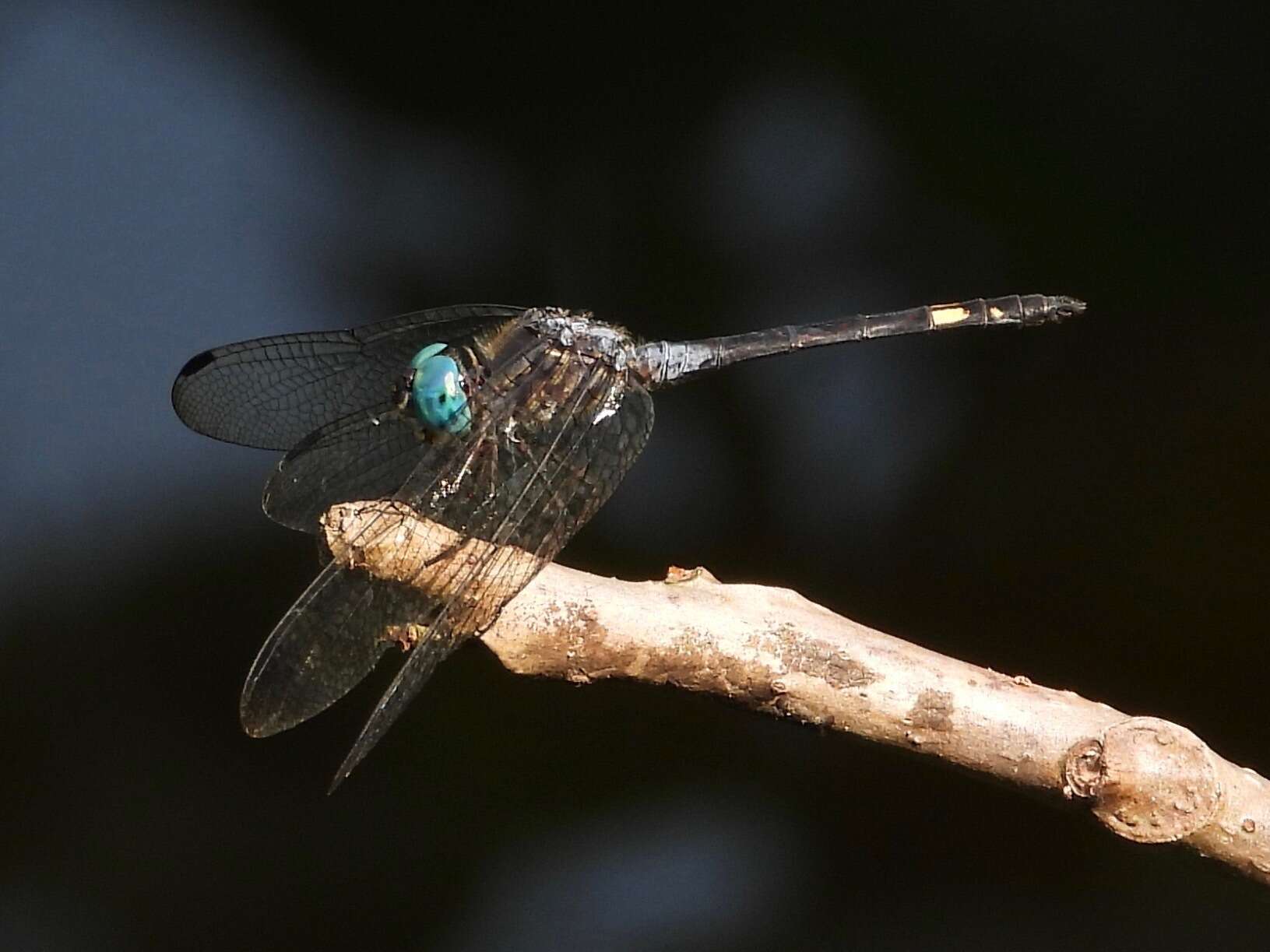 Image of Micrathyria schumanni Calvert 1906