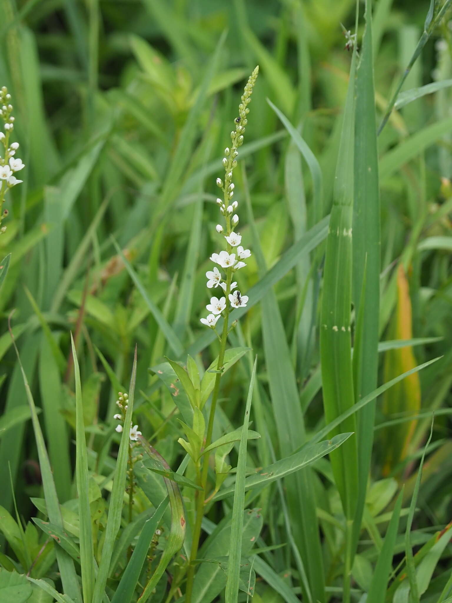 Image of Fortune Loosestrife