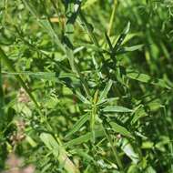 Image of Sneezeweed