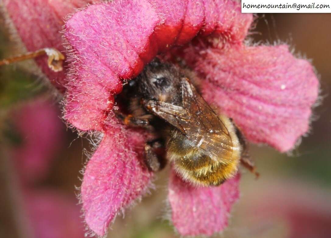 Image of Anthophora plagiata (Illiger 1806)