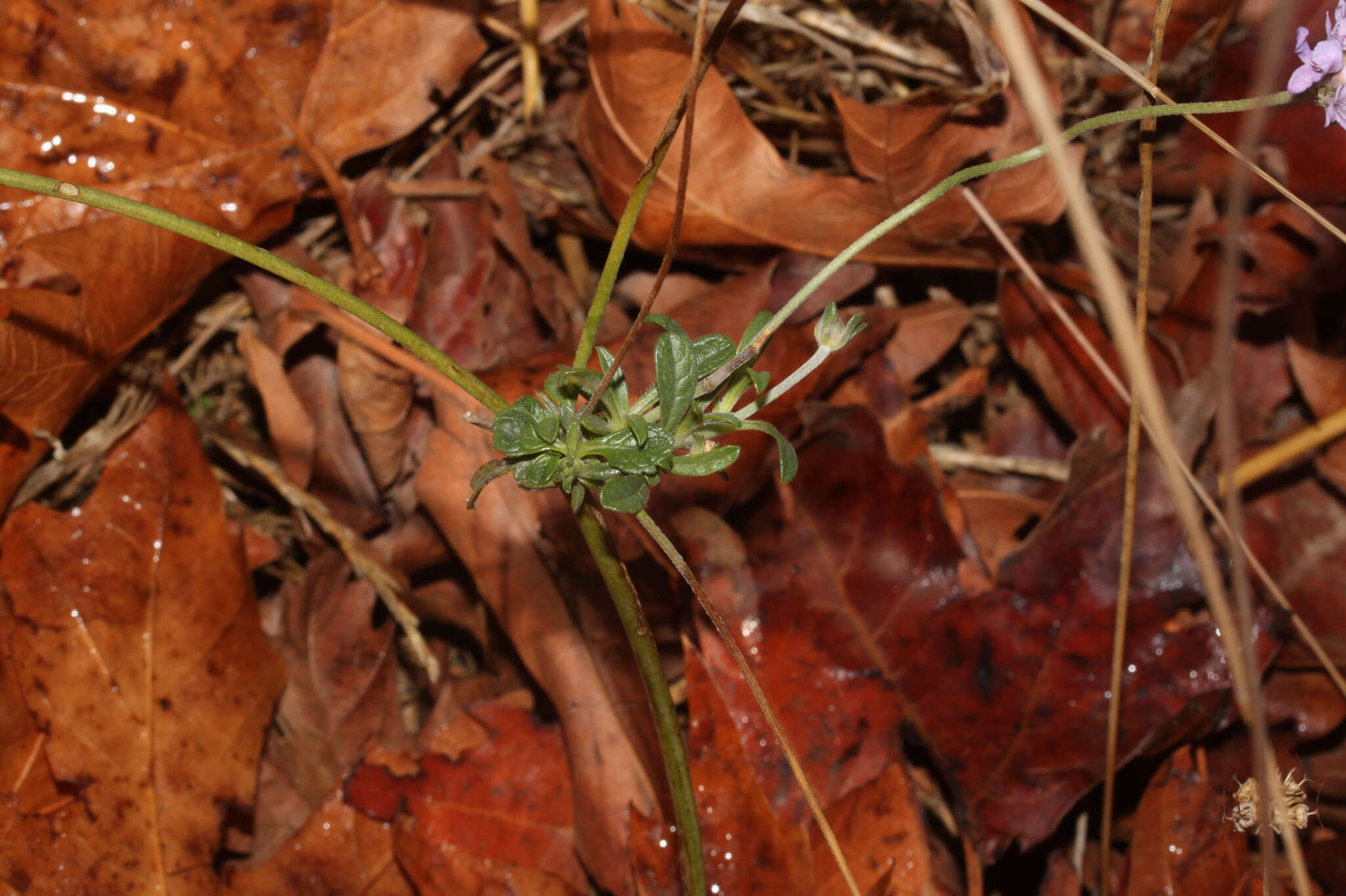 Image de Lomelosia brachiata (Sm.) W. Greuter & Burdet