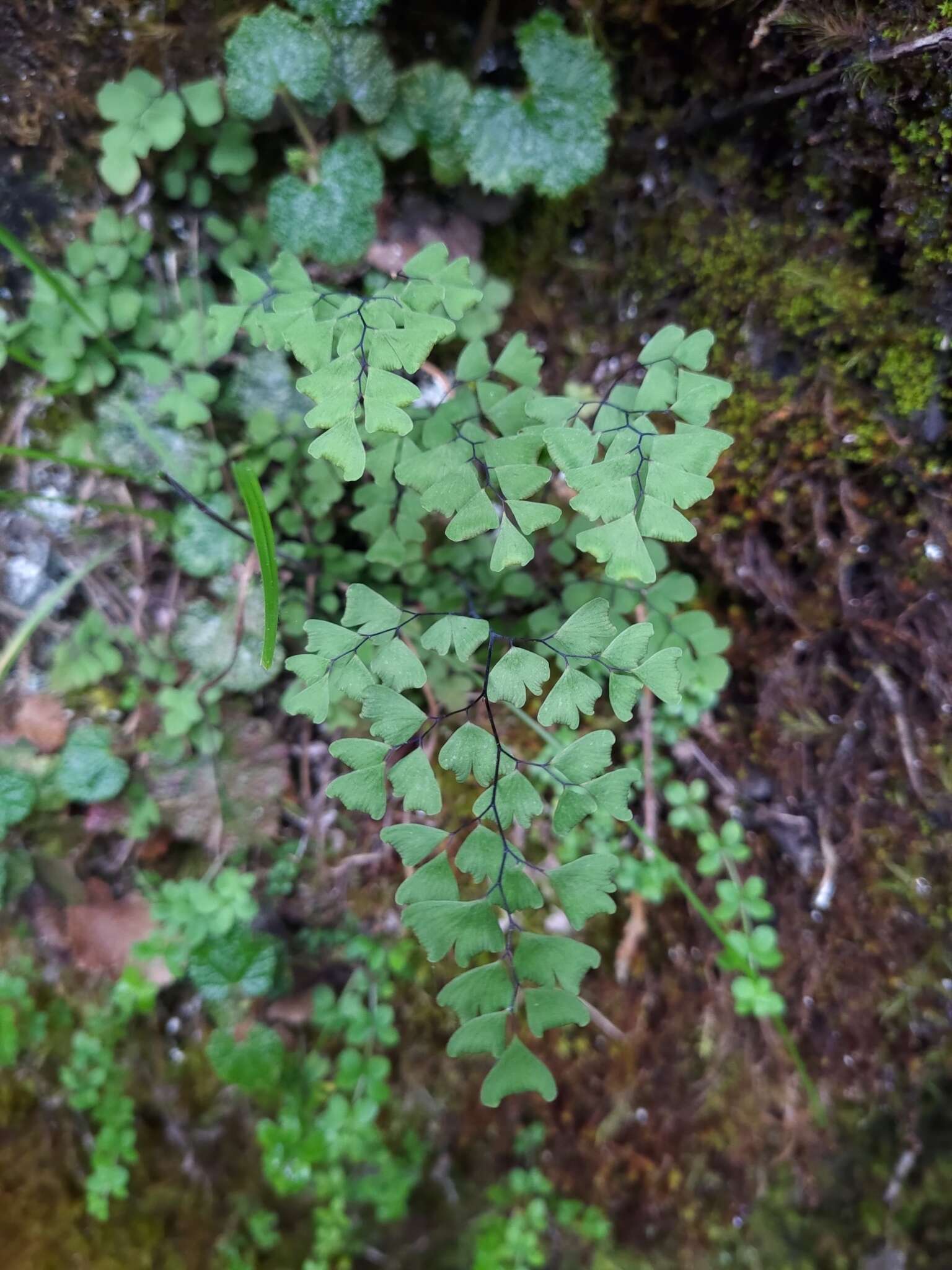 Imagem de Adiantum formosanum Tag.