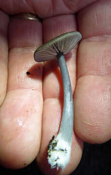 Image of Entoloma melanocephalum G. Stev. 1962