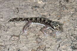 Image of Tesselated Gecko