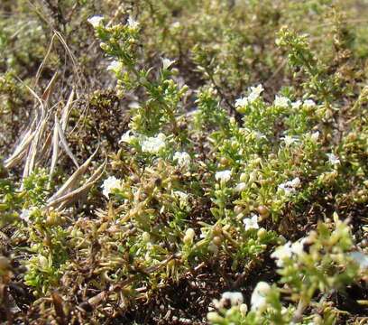 Image of spreading bedstraw