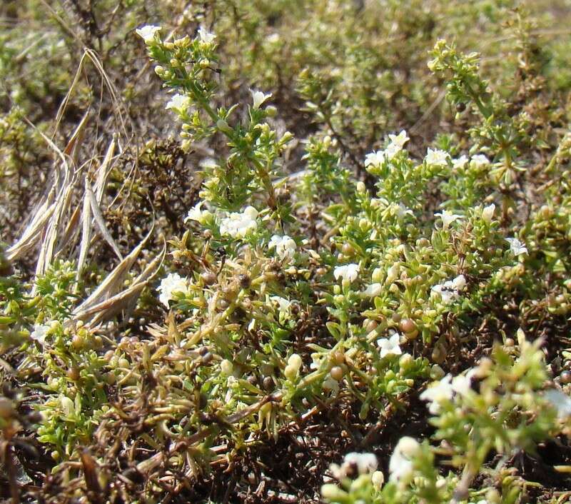 صورة Galium humifusum M. Bieb.