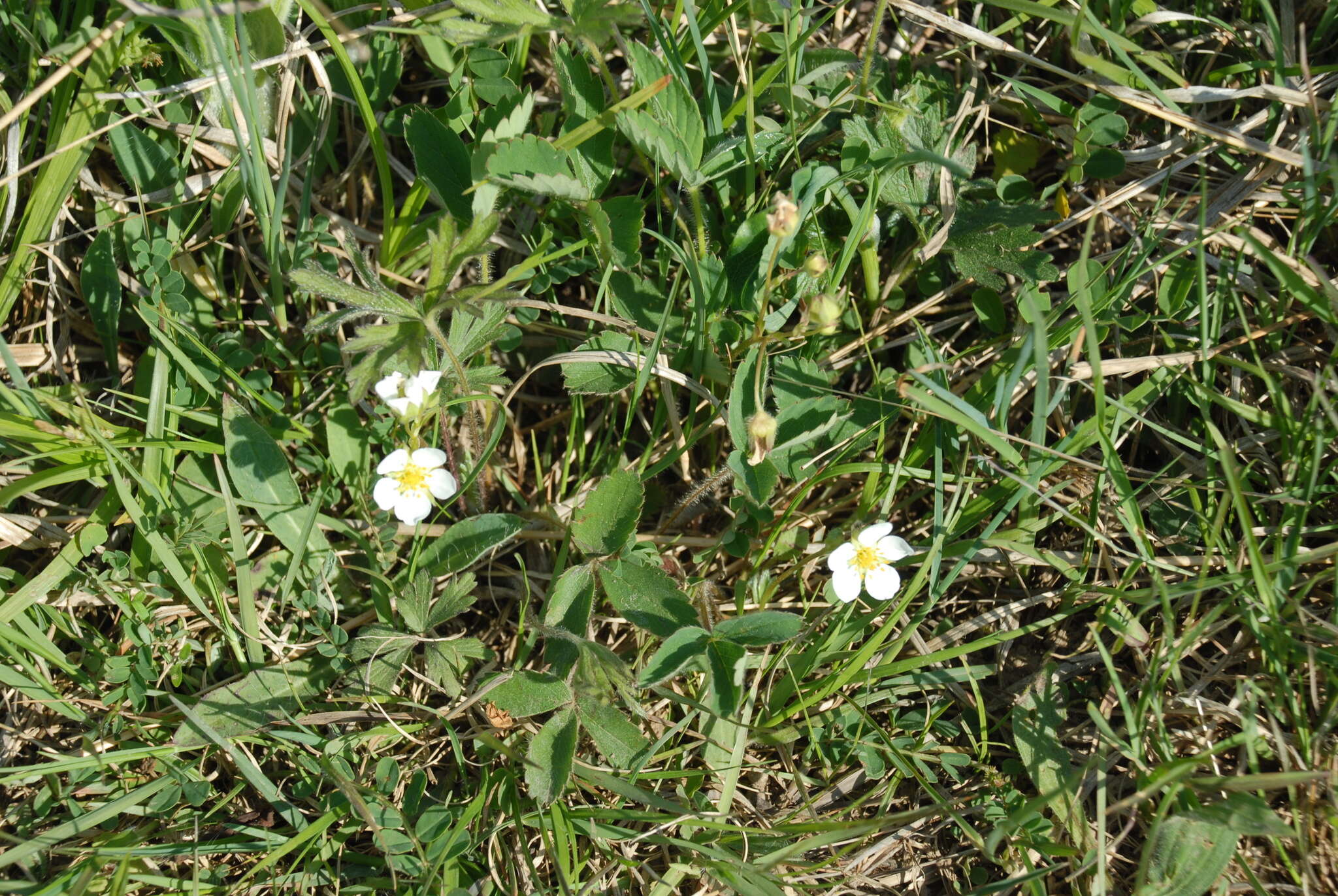 Слика од Fragaria virginiana subsp. virginiana