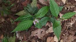 Image of Asemeia acuminata (Willd.) J. F. B. Pastore & J. R. Abbott