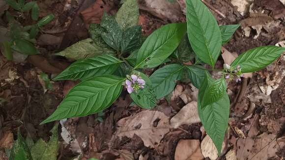 Image of Asemeia acuminata (Willd.) J. F. B. Pastore & J. R. Abbott