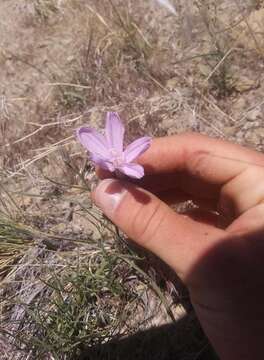 Image de Lygodesmia grandiflora (Nutt.) Torr. & A. Gray