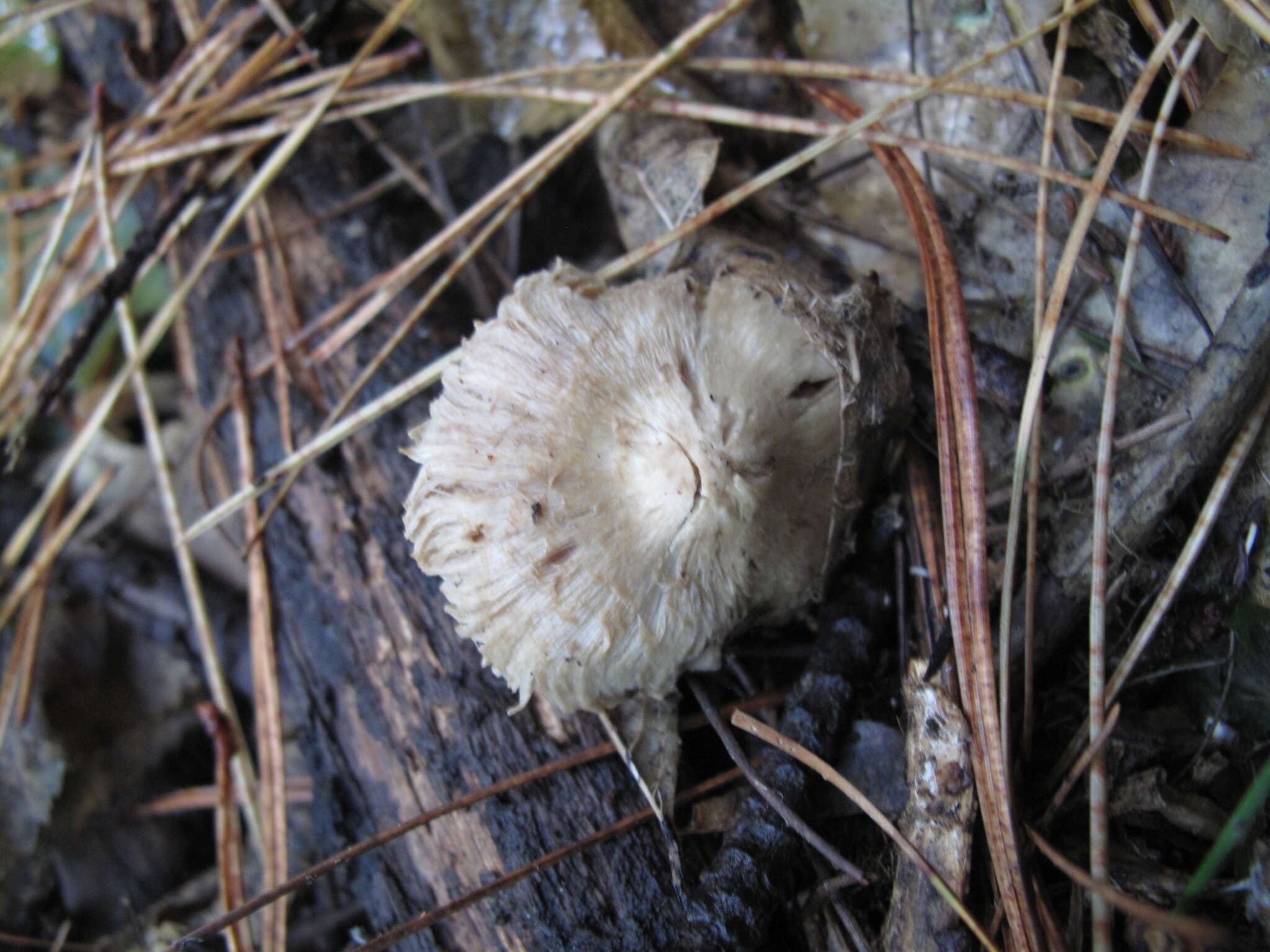 Image of Inocybe sindonia (Fr.) P. Karst. 1879