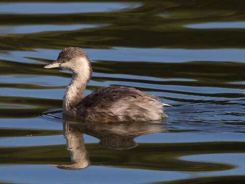 Image of Hoary-headed Grebe