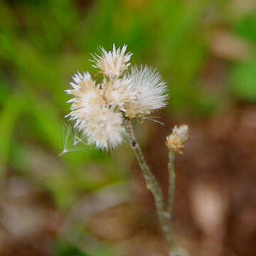 Imagem de Antennaria howellii subsp. petaloidea (Fern.) R. J. Bayer