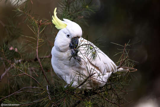 Image of Cacatua galerita galerita (Latham 1790)