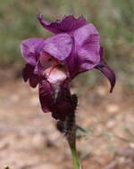 Image of Iris barnumiae Foster & Baker