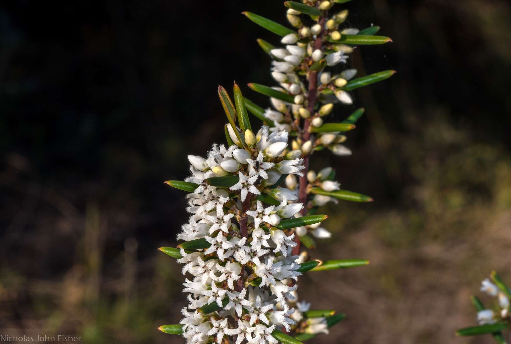 Image of Agiortia pedicellata (C. T. White) Quinn