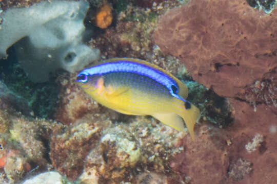 Image of Blueribbon damsel