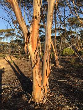 Image de Eucalyptus calcareana C. D. Boomsma