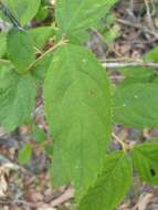 Image of Callicarpa pedunculata R. Br.