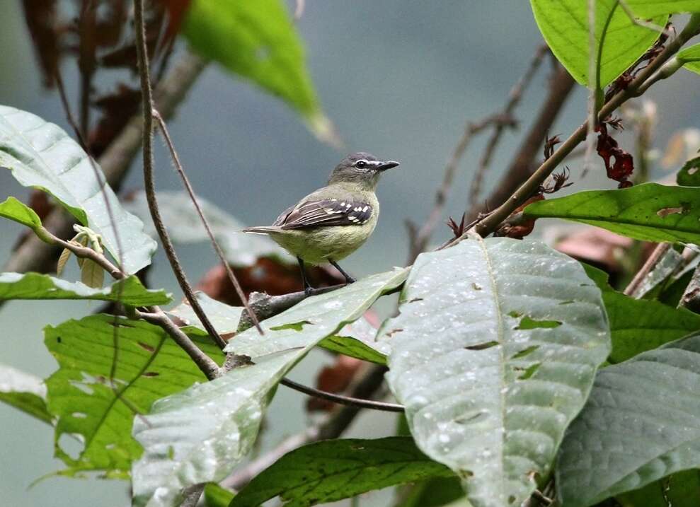 Image of White-lored Tyrannulet