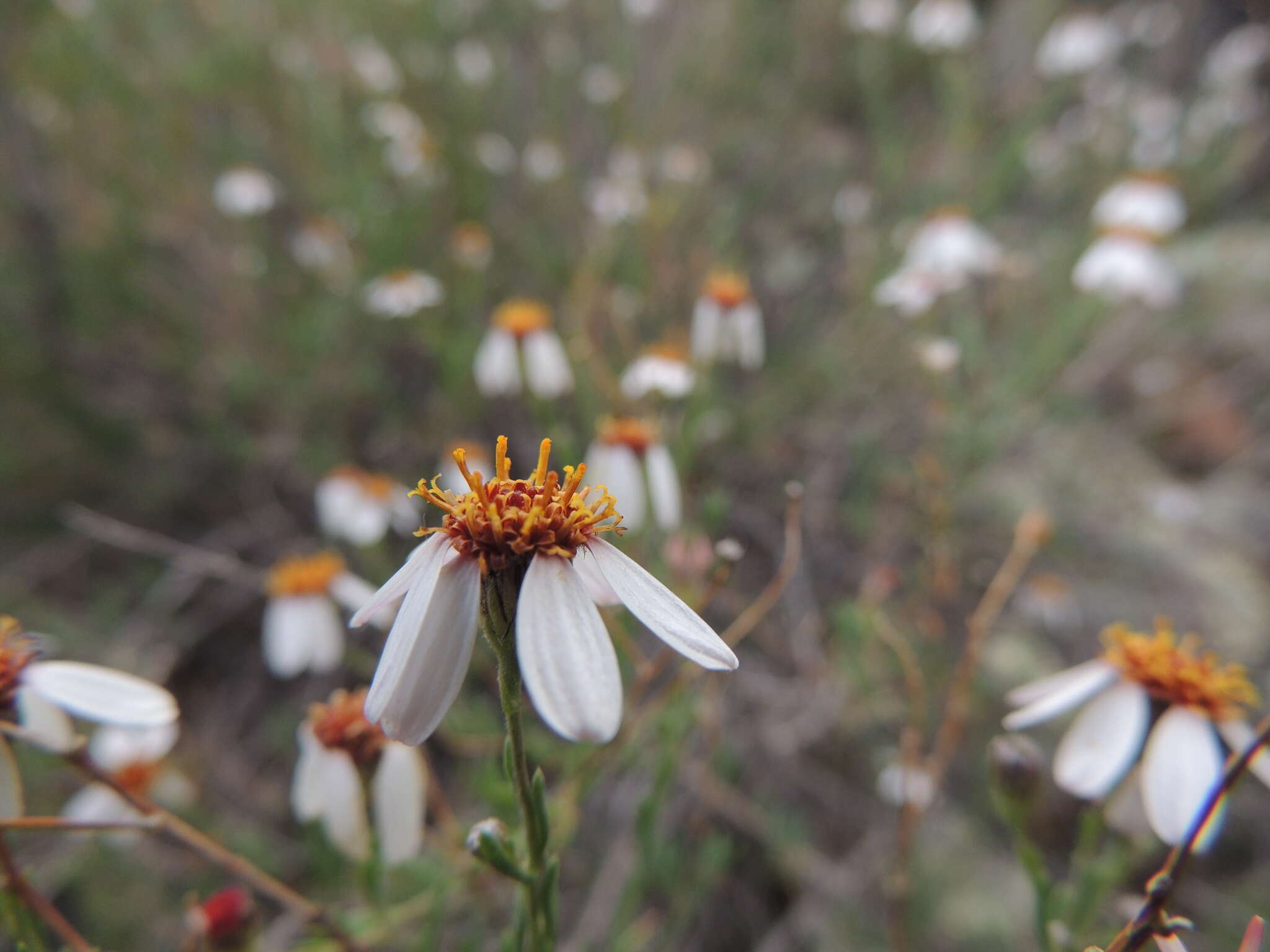 Image of Phymaspermum parvifolium (DC.) Benth. & Hook. fil.