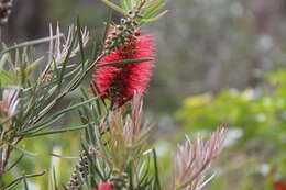 صورة Callistemon linearis (Schrad. & Wendl.) Colv. ex Sweet