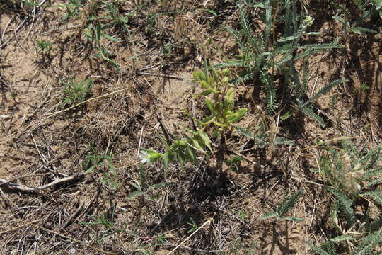 Image of yellow monkswort