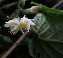 Image of Begonia harlingii L. B. Sm. & Wassh.