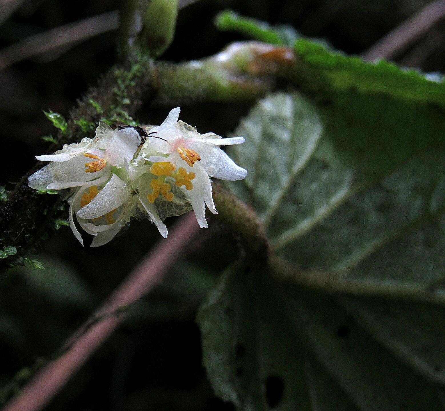 Слика од Begonia harlingii L. B. Sm. & Wassh.