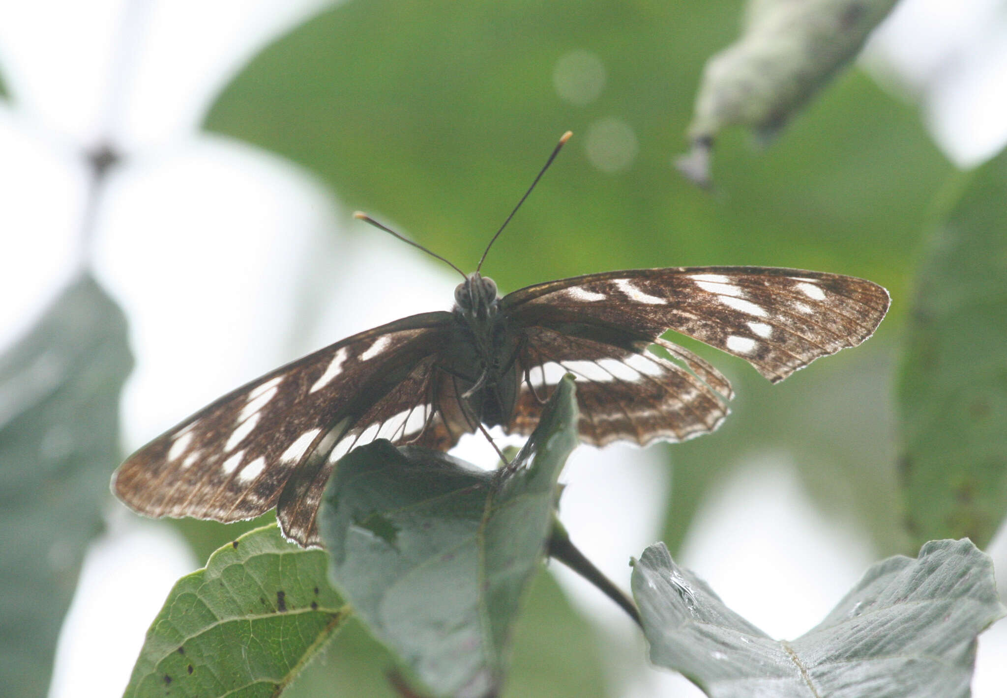 Limenitis amphyssa Ménétriés 1859 resmi