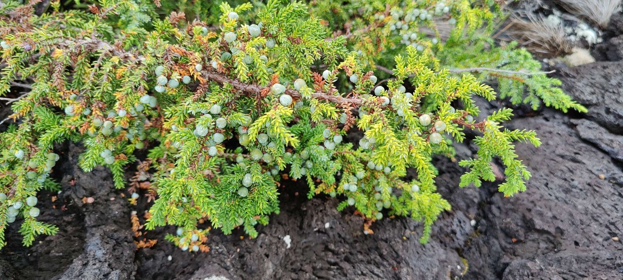 Слика од Juniperus brevifolia (Seub.) Antoine