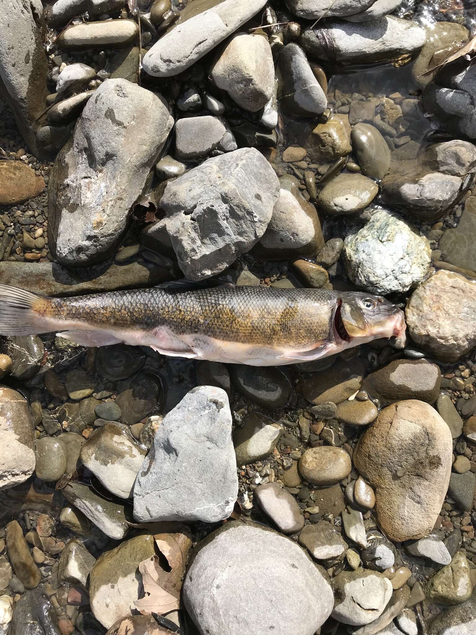 Image de Catostomus occidentalis Ayres 1854