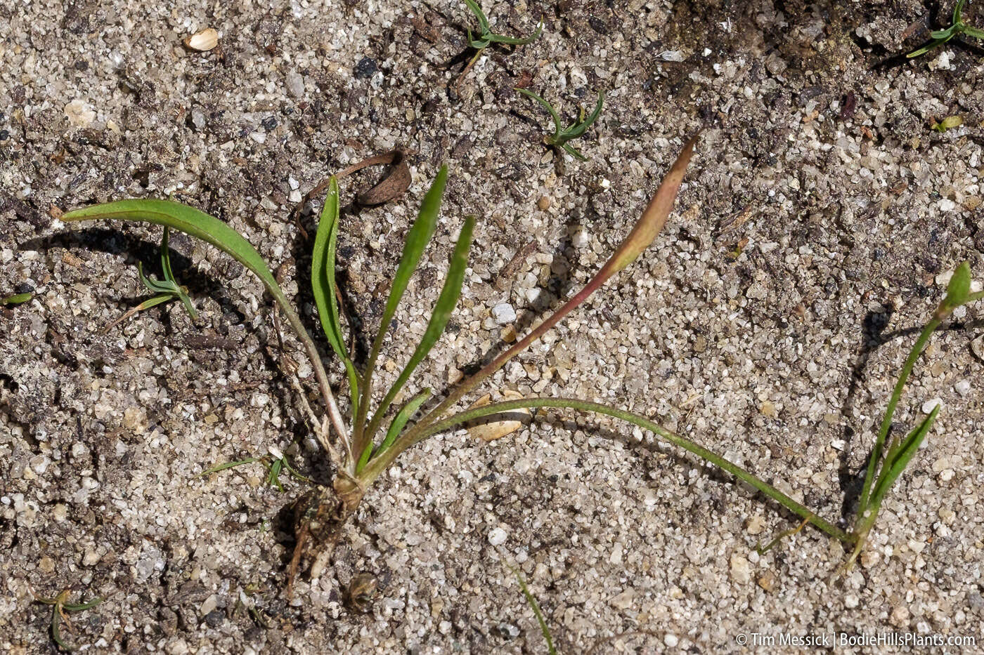 Image of Lesser Spearwort