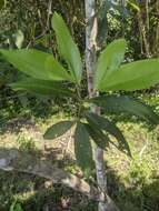 Plancia ëd Miconia trinervia (Sw.) D. Don ex Loud.