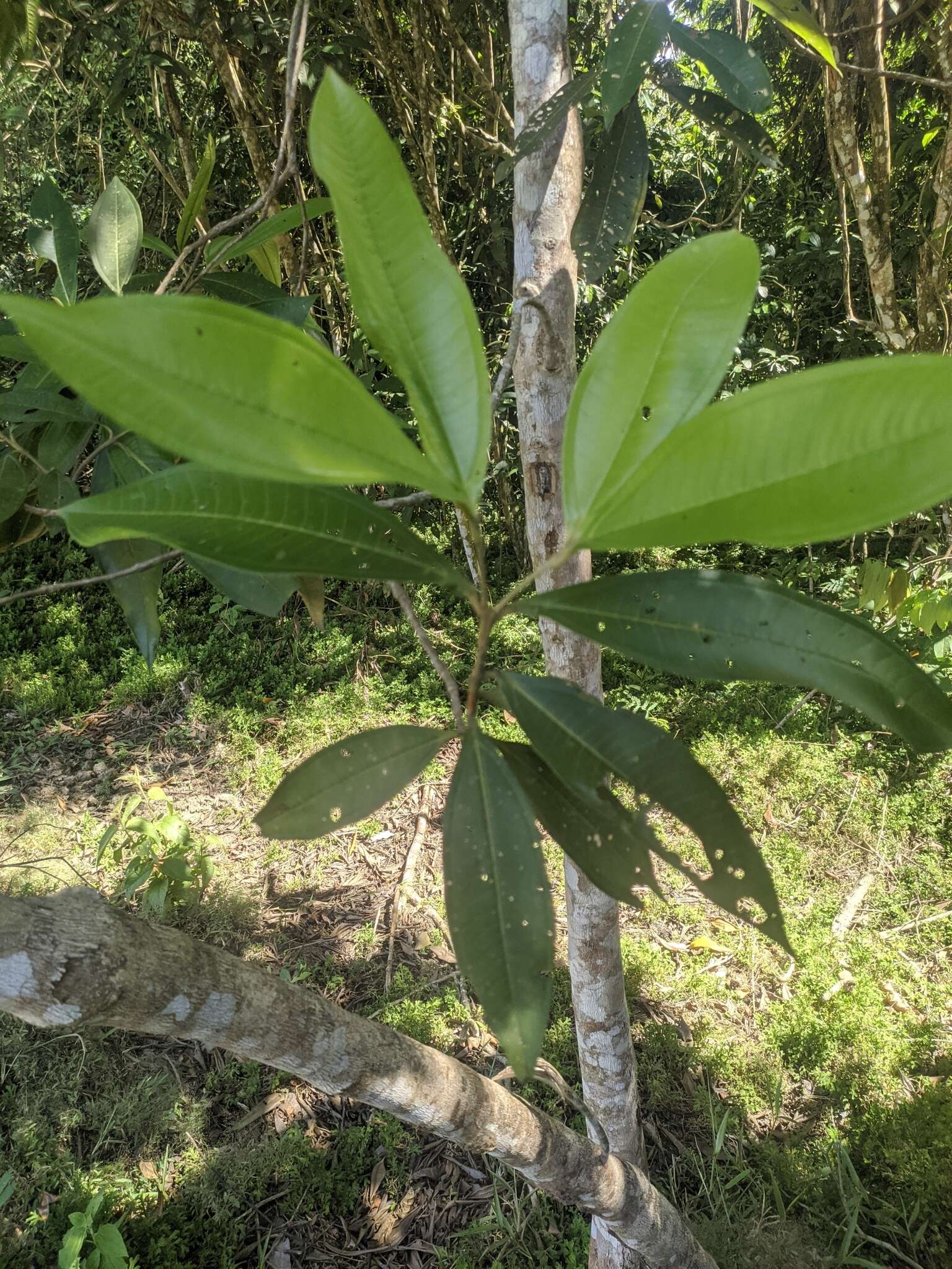 Plancia ëd Miconia trinervia (Sw.) D. Don ex Loud.