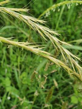 Image of French Oat-grass