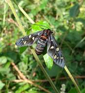 Imagem de Amata passalis Fabricius