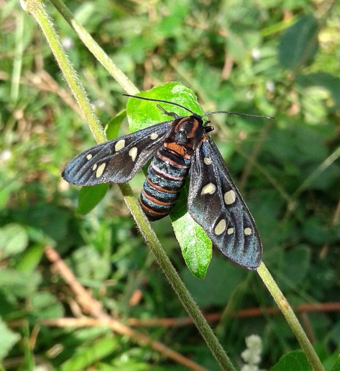 Imagem de Amata passalis Fabricius