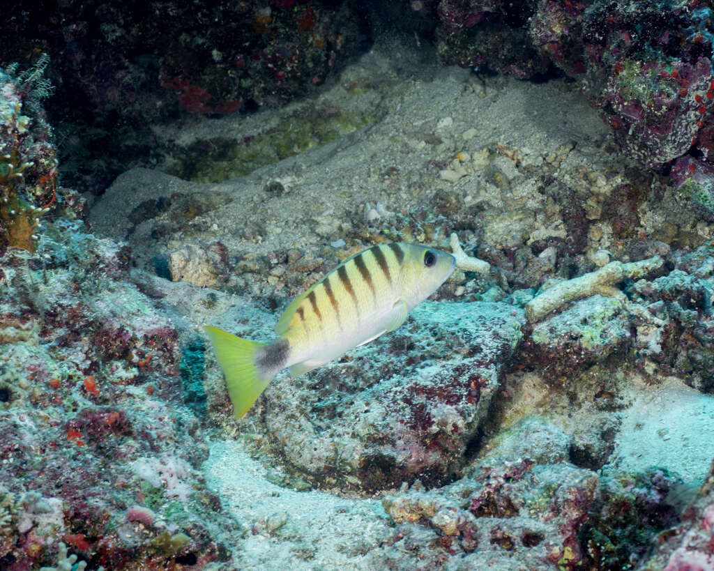 Image of Black-banded seaperch