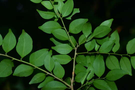 صورة Ilex goshiensis Hayata