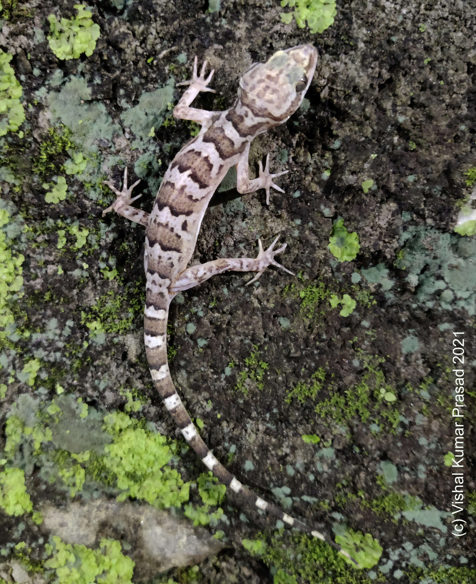 Image of Banded bent-toed Gecko