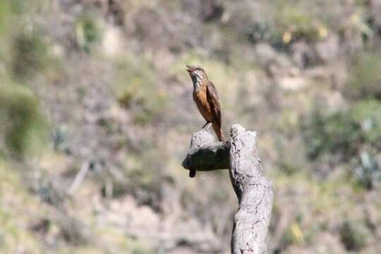 Image of Streak-throated Bush Tyrant