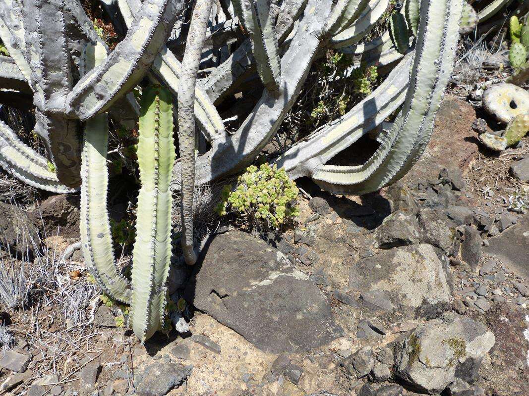 Image of Aeonium lindleyi subsp. lindleyi