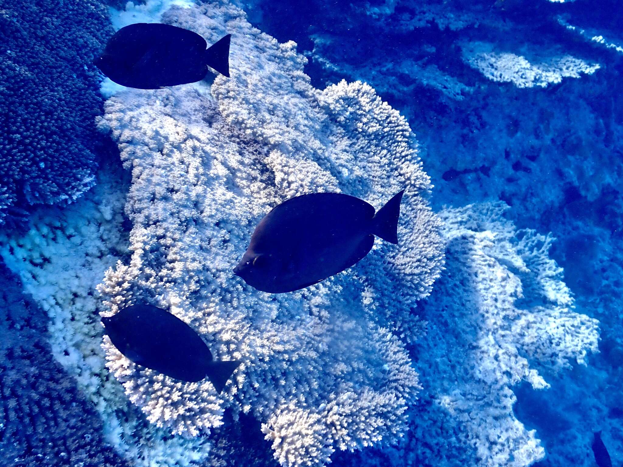 Image of Thompson's Butterflyfish