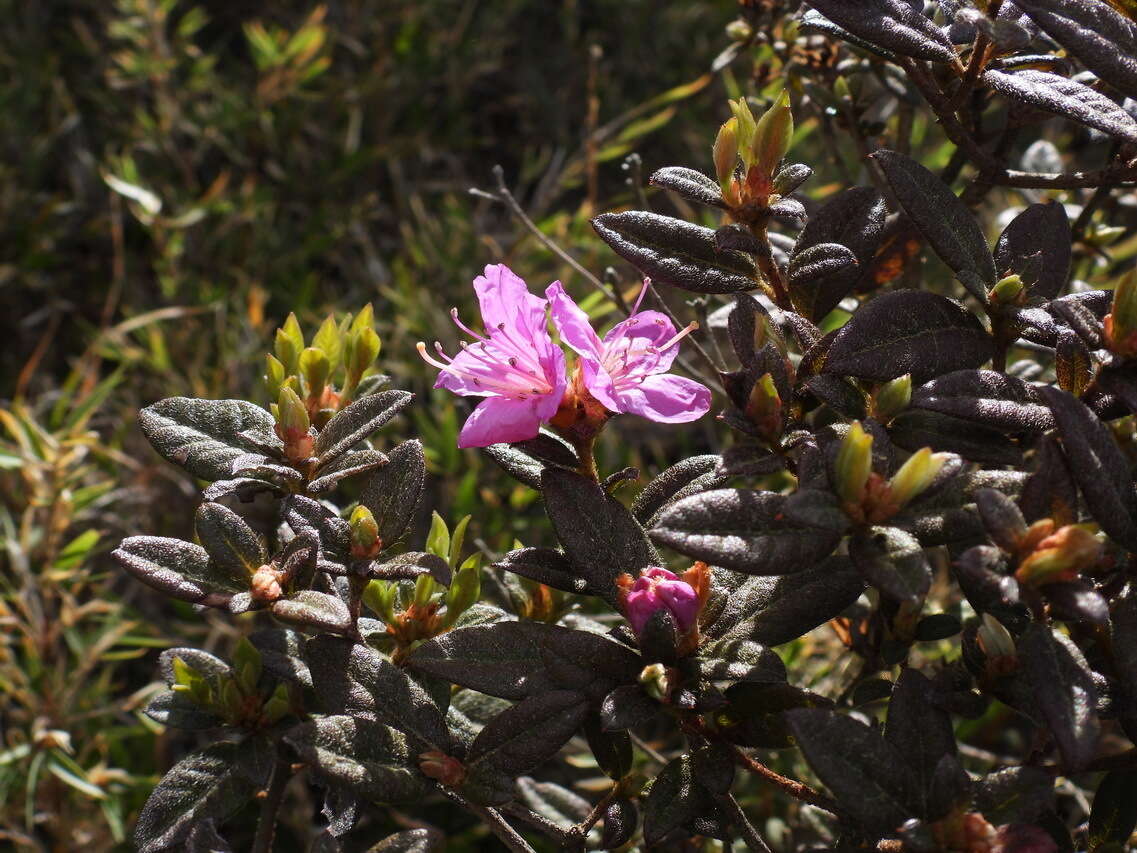 Imagem de Rhododendron rubropilosum var. taiwanalpinum (Ohwi) S. S. Ying