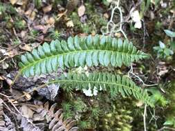 Sivun Austroblechnum lechleri subsp. lechleri kuva