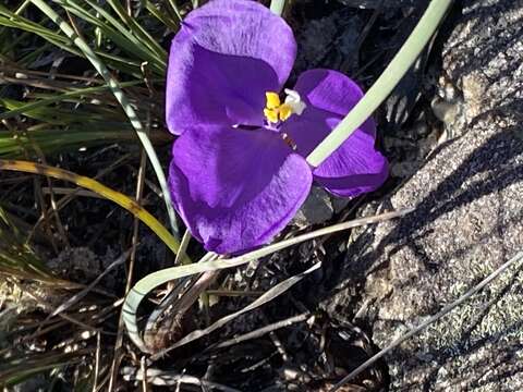 Image of Patersonia sericea var. longifolia (R. Br.) C. Moore & Betche