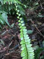 Image de Asplenium normale D. Don